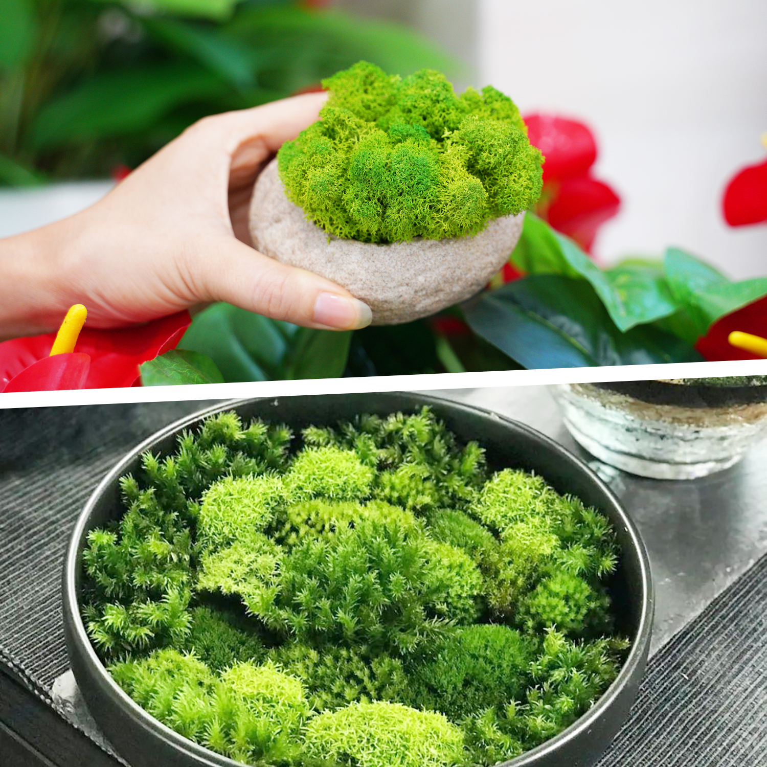 Artificial Green Plants Eterna - Terrarium Moss Art 评论和价格