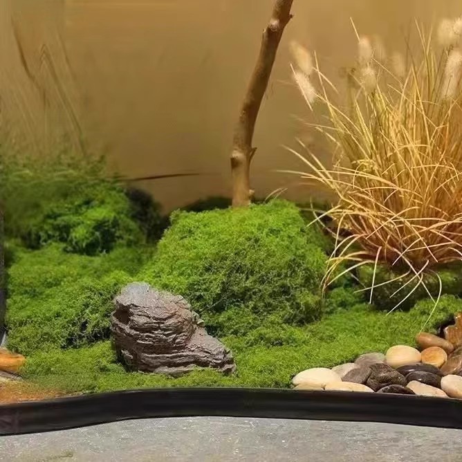200g Eternal Life Moss DIY Cra - Terrarium Moss Art 评论和价格