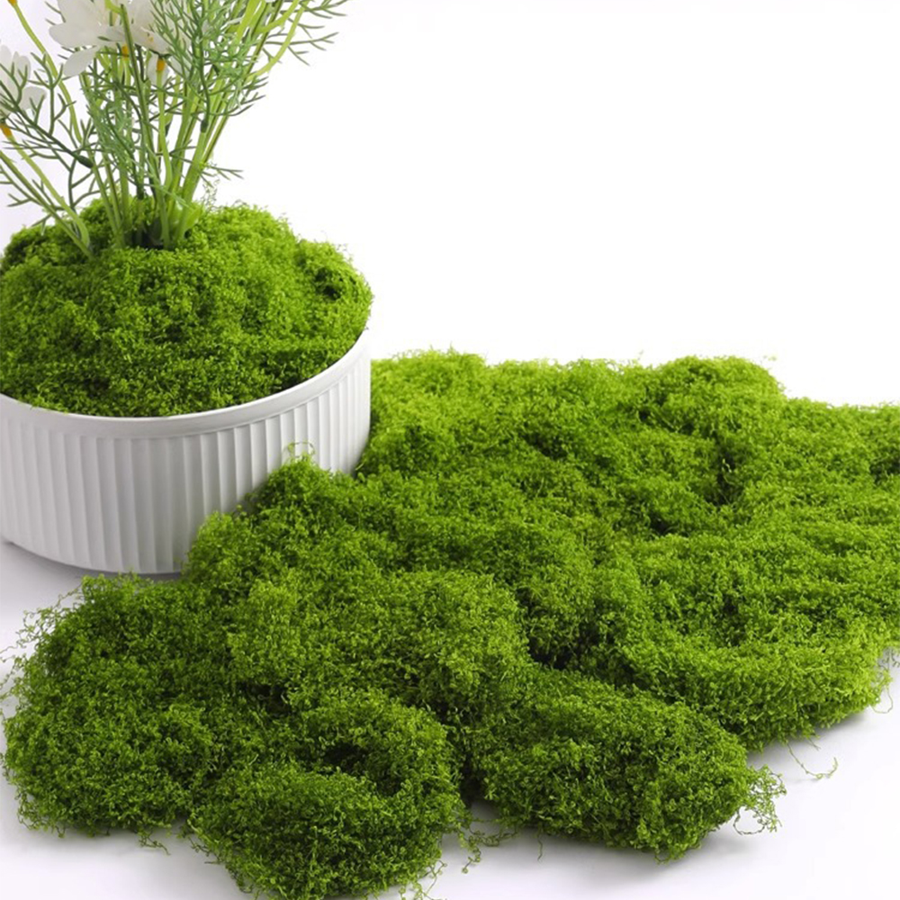 100/200/500g Eternal Life Moss - Terrarium Moss Art 评论和价格