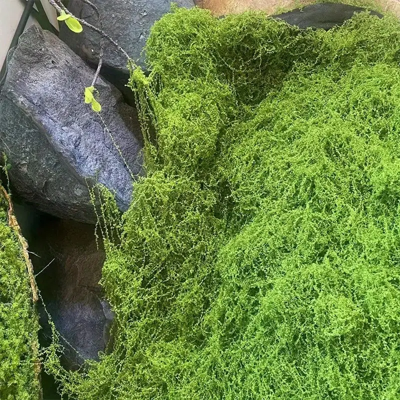 Green Fake Moss DIY Crafts Gra - Terrarium Moss Art 评论和价格